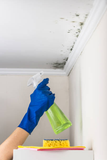 Mold Removal and Inspection in Silver Hill, MD